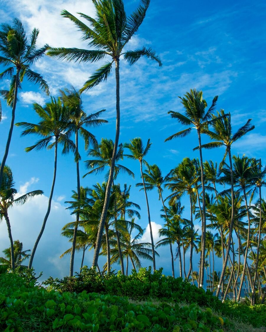 Tall palm trees rising above a green coastal grove beneath a bright blue sky